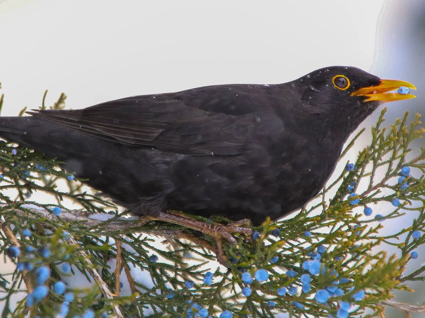 bird-image