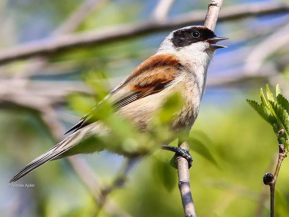 bird-image